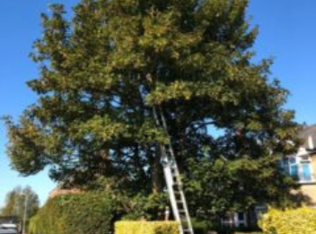 Crown reduction in Baldock