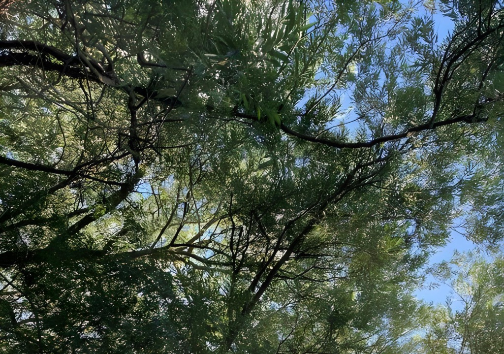 Tree canopy