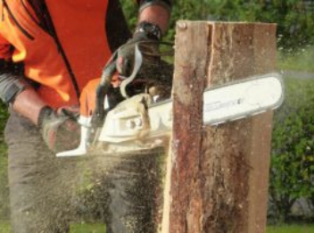 Tree felling in Hertfordshire